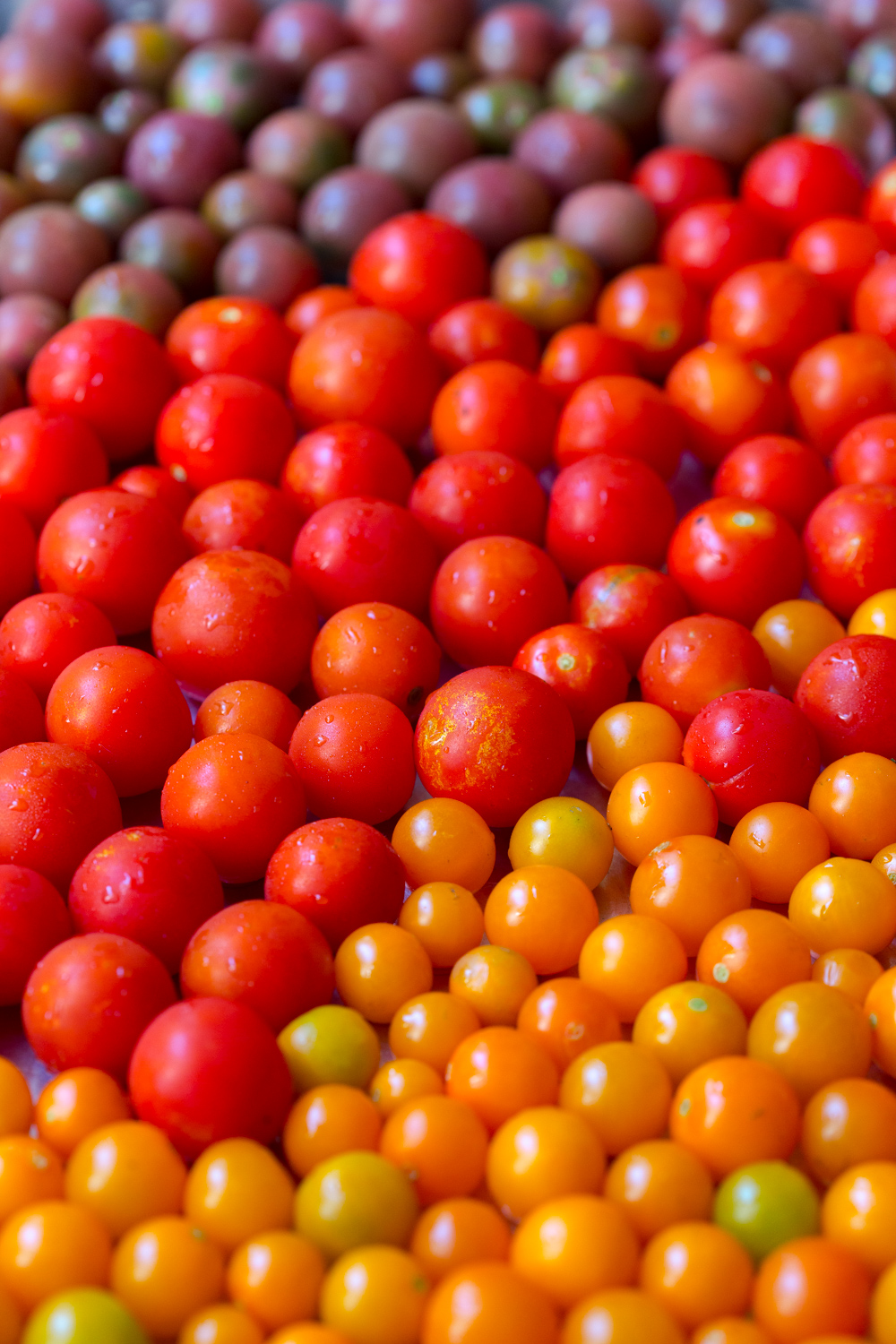 A close up of multi-colored cherry tomatoes on a tray from the Santa Barbara Farmers Market