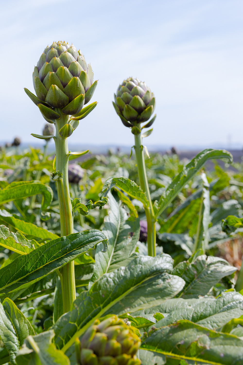 Artichokes peaking up at Ocean Mist Farms.