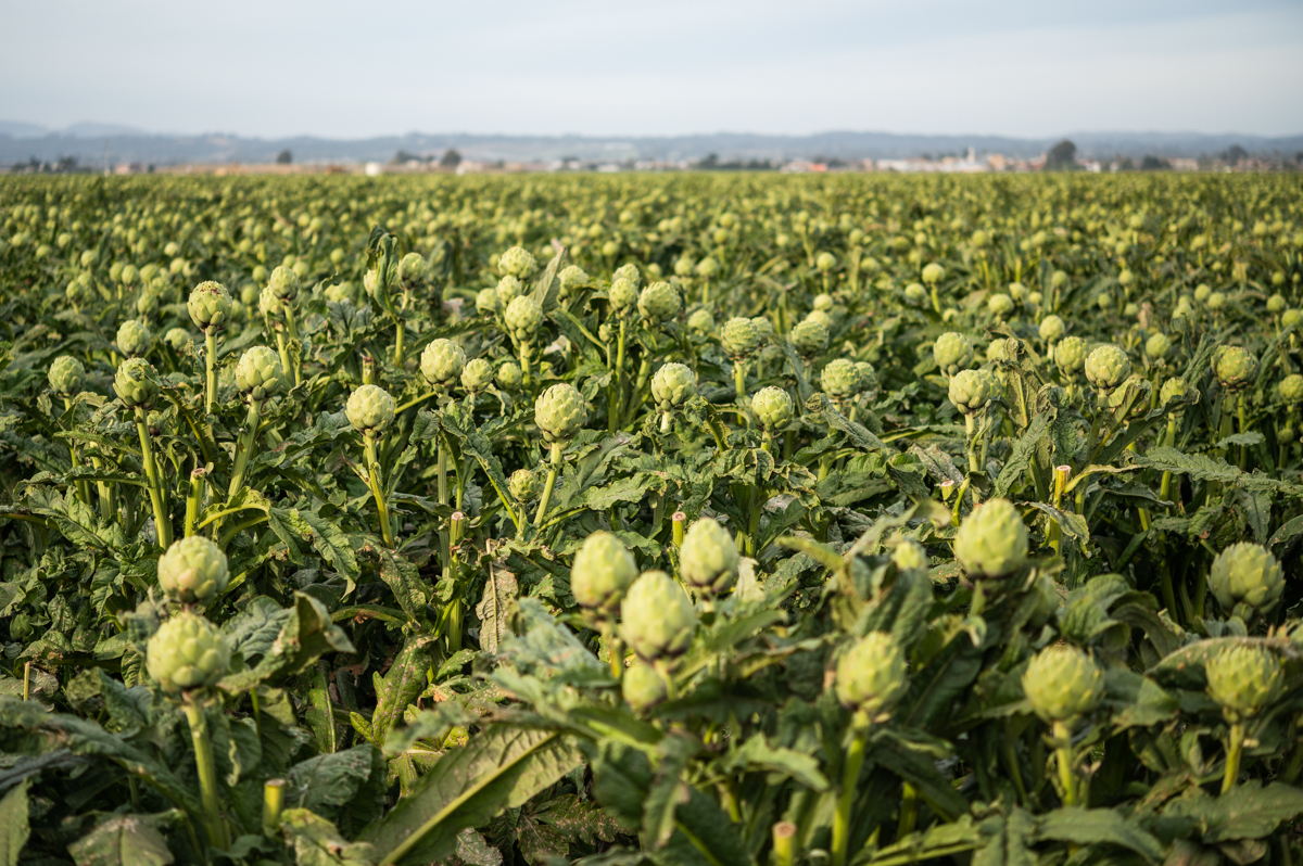 Ocean Mist Farms artichoke field. Photo by James Collier