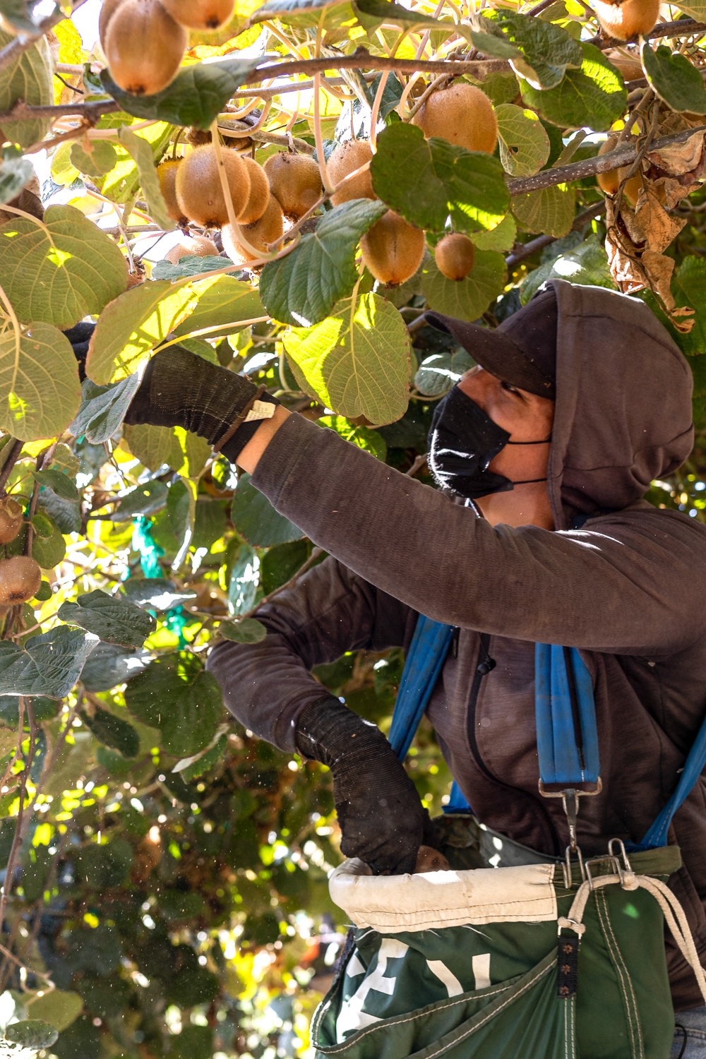 Farm worker picking Kiwi at Catania Worldwide kiwi orchard