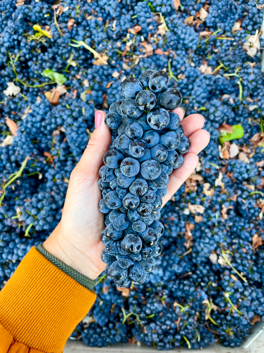 Quady Winery grapes