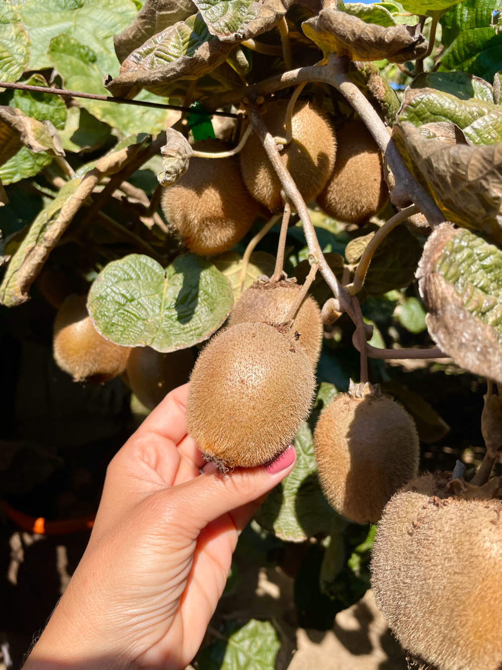 Kiwi on the vine at Catania Worldwide