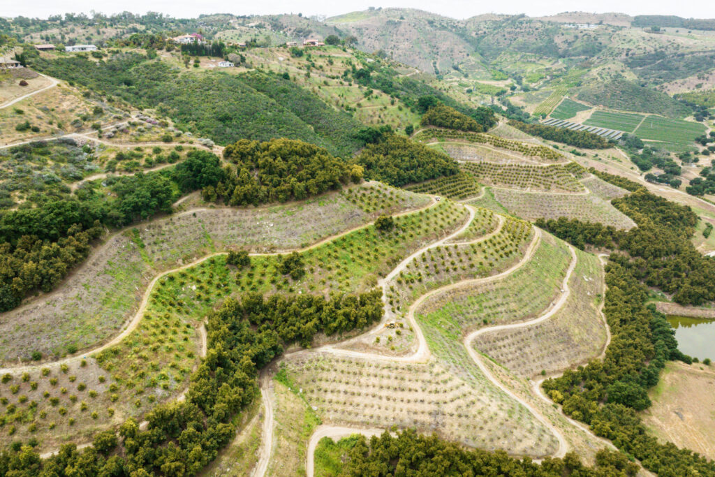Fairfield Farms in Pauma Valley, CA. Here they grow avocado on the steep hillsides and blueberries in the valley.
