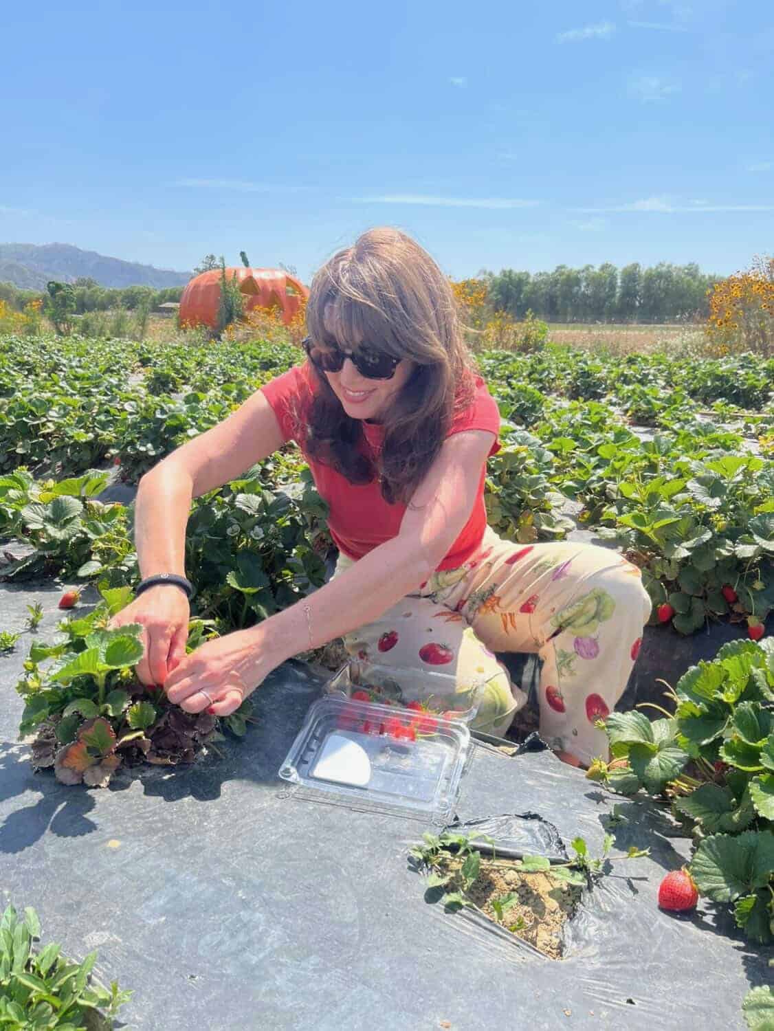 Becky Sue picking strawberries at Prancer's Farm