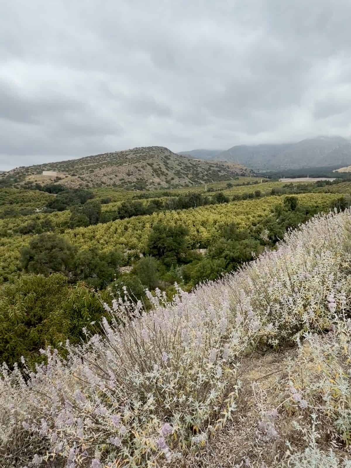 Kimball Avocado orchard