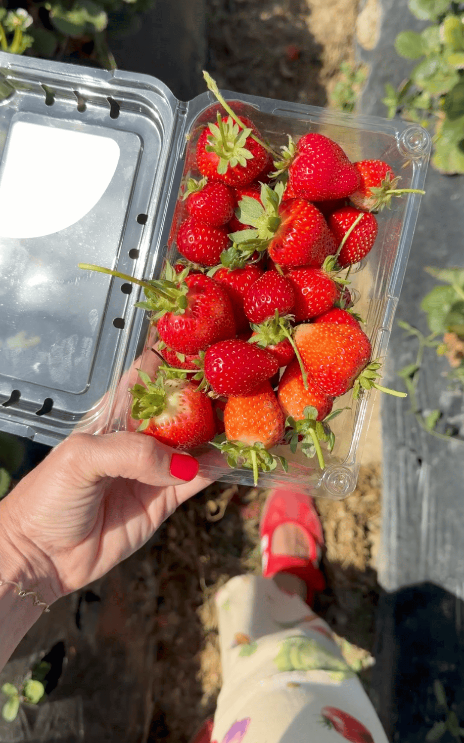 u-pick strawberries at Prancer's Farm